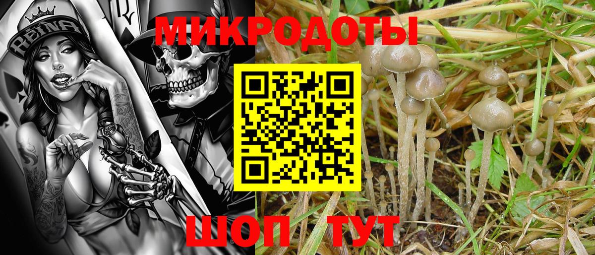 Псилоцибиновые грибы Psilocybine cubensis Тамбов
